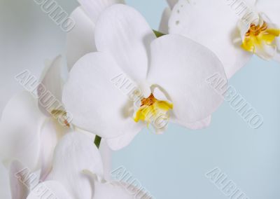 Orchid