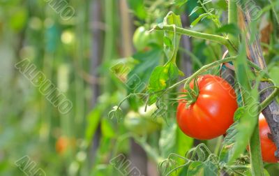 Ripe garden tomatoes 
