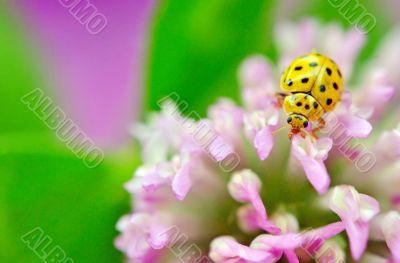 yellow ladybug on pink flower