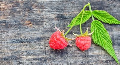 two fresh raspberries