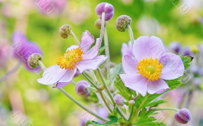 lila flowers, macro