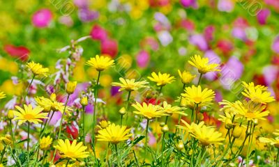 beautiful yellow flowers in field