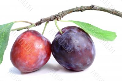Two of ripe plums on a white background
