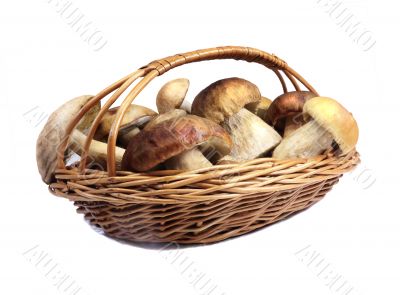 Mushrooms in a wicker basket on a white background.