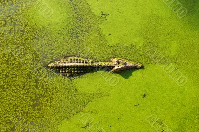 alligator in wetland pond covered with duckweed and swimming