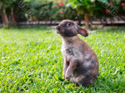little rabbit in the garden grass