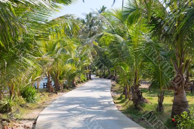 road through the palm trees