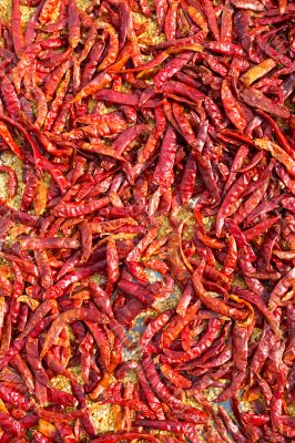 Dry red chili pepper background