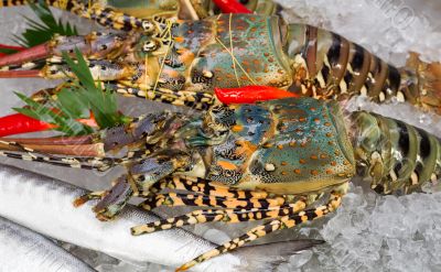 fresh lobsters on ice
