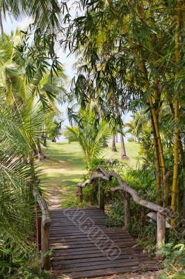 wooden bridge in the jungle