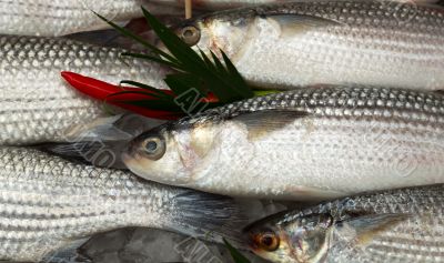 fresh fish on ice with chili