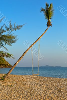 Swings on palm on tropical beach