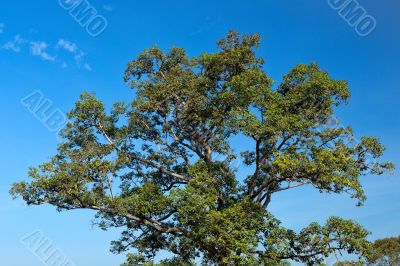 A beautiful tree against the blue sky