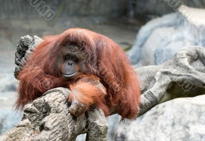 orangutan in zoo