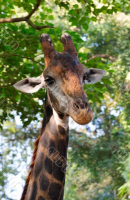 close up of giraffe face