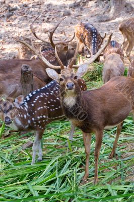 deer in zoo