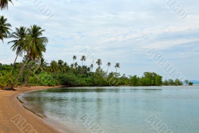 tropical beach with palm trees