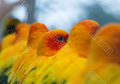 parrot in a zoo