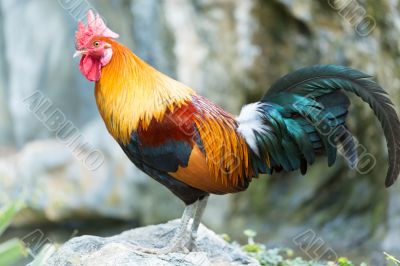 adult cock