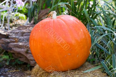 large ripe pumpkin