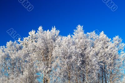 Trees in hoarfrost 
