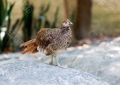 partridge