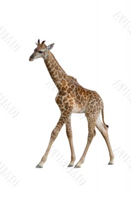 baby giraffe
