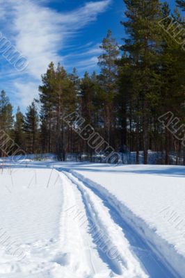 Winter road in the forest