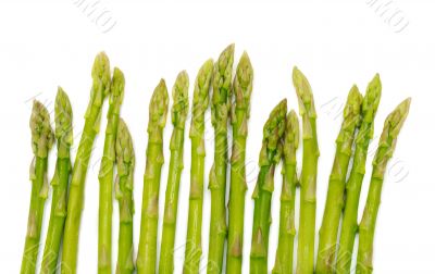 young shoots of asparagus 