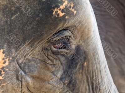 face of an African elephant