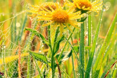 Wildflowers with drops of dew on a misty morning.