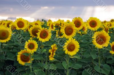 Summer landscape: beauty sunset over sunflowers field 