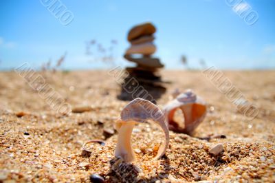 Shells at the beach