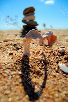 Shells at the beach