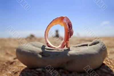 Shell on the stone at the beach