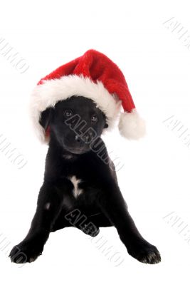 Black puppy with Christmas Hat