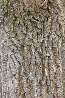 Bark of Pine Tree