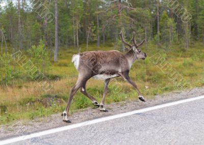 Deer runs on road