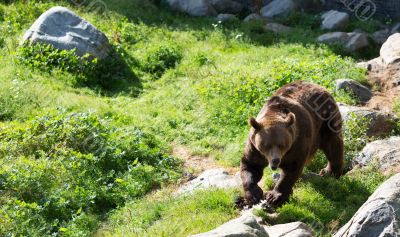 Brown bear is posing on the rock.