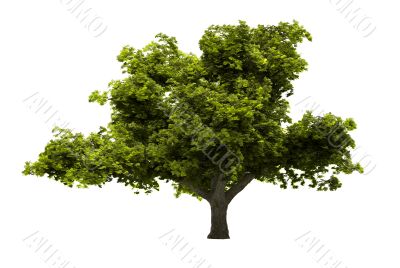 Tree isolated