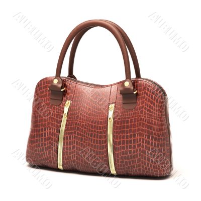 Crocodile leather handbag isolated