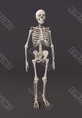 Skeleton of a gray background