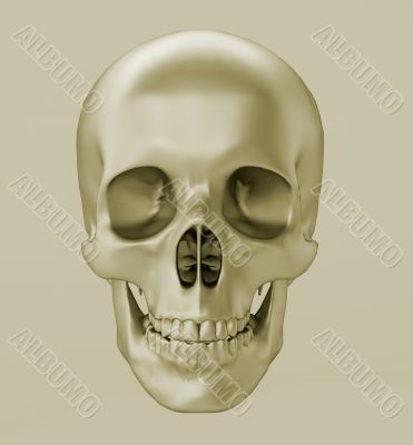 Skull, 3d render