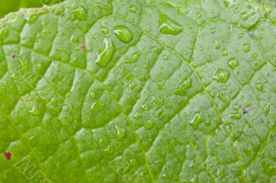 Green Leaf
