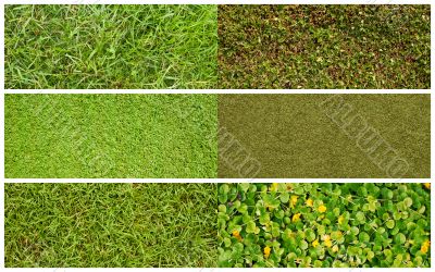 Set of grass