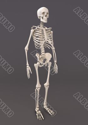 Skeleton of a gray background