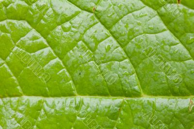 Green Leaf