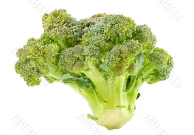 Broccoli isolated