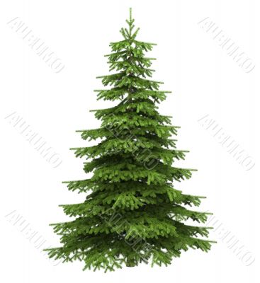 Christmas tree
