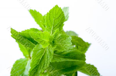 Fresh mint leaves
